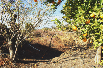 fruit-trees