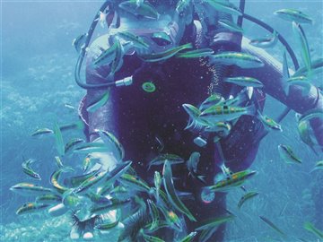 diving-sea-urchins