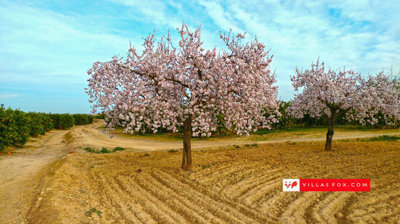 1408almendrolarge1800