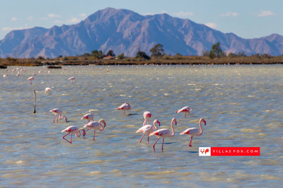 copy1472flamingoes-salt-lake-alicante-costa-b