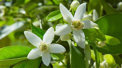 neroli-essential-oil