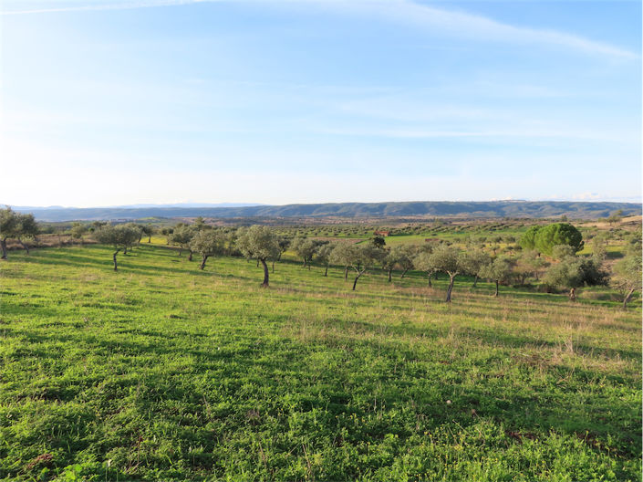 Image No.1-Propriété à vendre à Castelo Branco