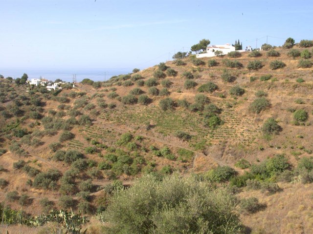 Image No.1-Terre à vendre à Torrox