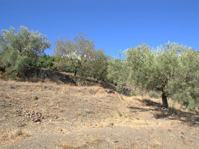 Image No.1-Terre à vendre à Canillas de Albaida