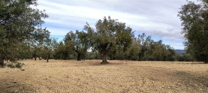 Image No.1-Propriété à vendre à Penáguila