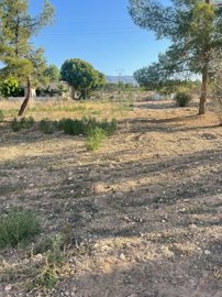 land-for-sale-in-pinoso-14