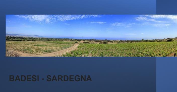 Image No.1-Vineyard for sale