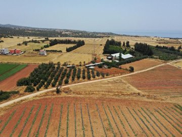 Field - Kouklia, Paphos