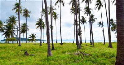 koh-samui-beachfront-land-for-sale-taling-nga