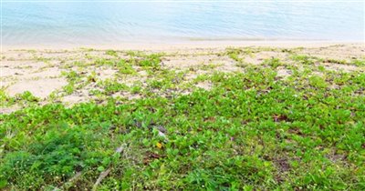 koh-samui-beachfront-land-for-sale-taling-nga