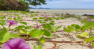 beachfront-koh-samui-land-for-sale-pristine-t