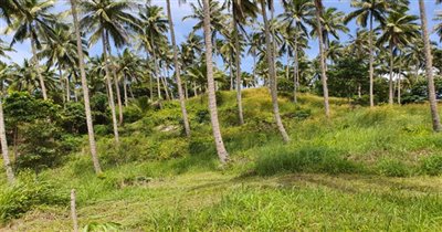 koh-samui-land-for-sale-taling-ngam-28695