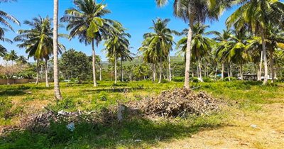 koh-samui-beachfront-land-for-sale-thong-krut