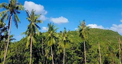 koh-samui-sea-view-flat-land-for-sale-bangrak