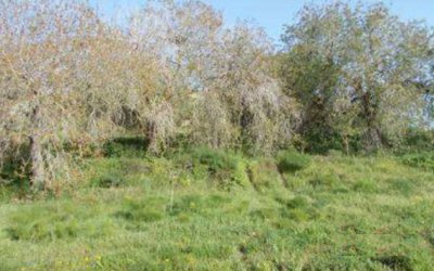 Field in Tremithousa, Paphos