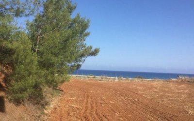 Field in Nea Dimmata, Paphos