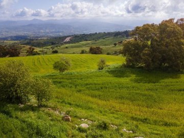 Field - Drouseia, Paphos