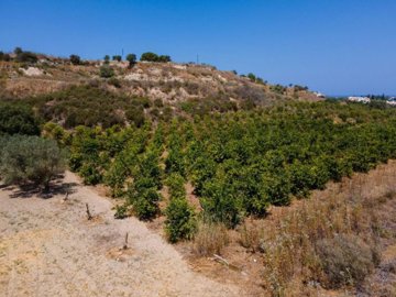 Field - Polis Chrysochous, Paphos