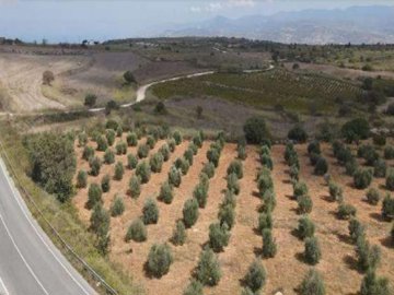 Field - Pano Arodes, Paphos