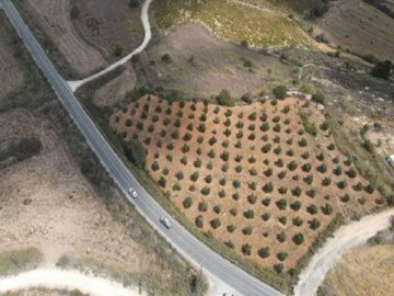 Field - Pano Arodes, Paphos