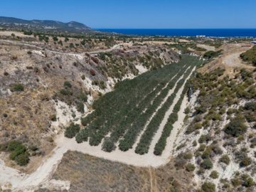 Field, Prodromi - Paphos