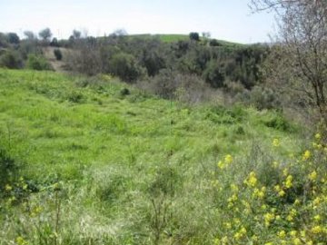 Field - Drymou, Paphos