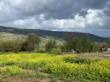 Field - Giolou, Paphos