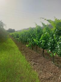 1 - Castiglione di Sicilia, Vineyard