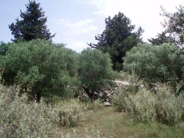 Hania-for-sale-plot-in-Kefalas--6-