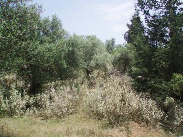 Hania-for-sale-plot-in-Kefalas--9-