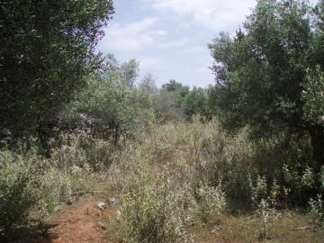 Hania-for-sale-plot-in-Kefalas--14-