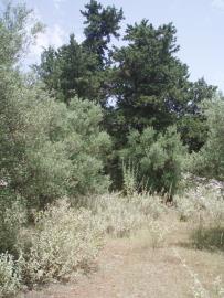 Hania-for-sale-plot-in-Kefalas--16-