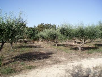 Hania-for-sale-plot-in-Almyrida--4-