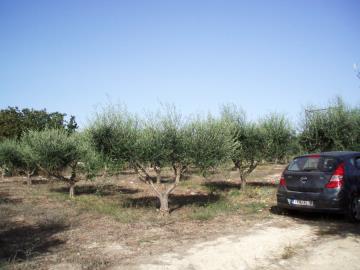 Hania-for-sale-plot-in-Almyrida--5-