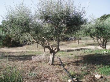 Hania-for-sale-plot-in-Almyrida--6-