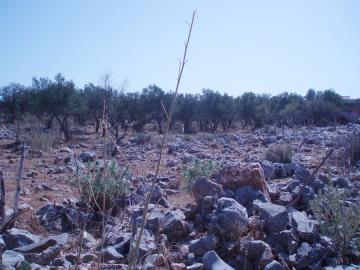 Hania-plot-for-sale-in-Litsarda--9-