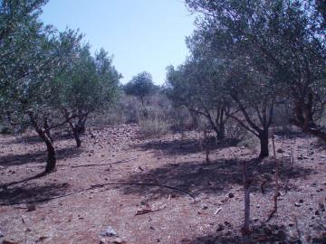 Hania-plot-for-sale-in-Litsarda--13-