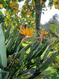 Bird-of-Paradise